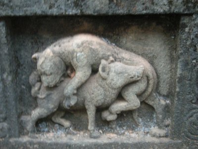 Animal Motifs 