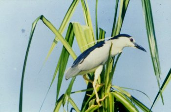 Birds of India