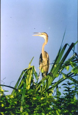 Birds of India