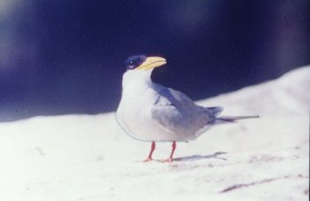 Birds of India