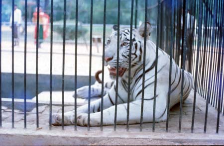 The White Bengal