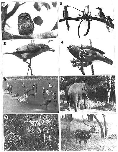 Animals of Uttara Kannada