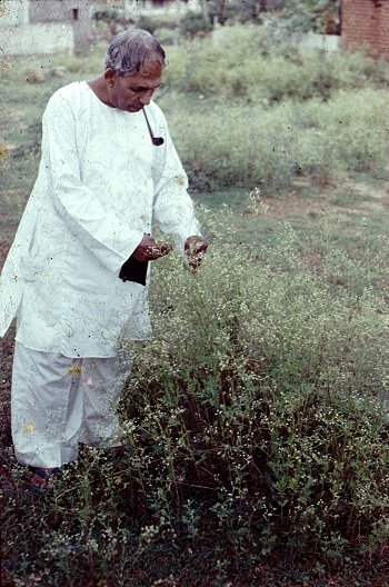 Botanist B.G.L. Swamy