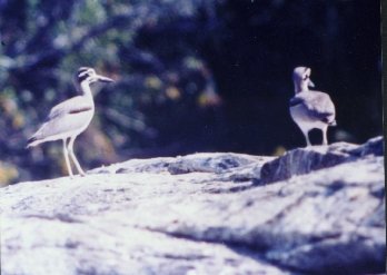 Birds of India