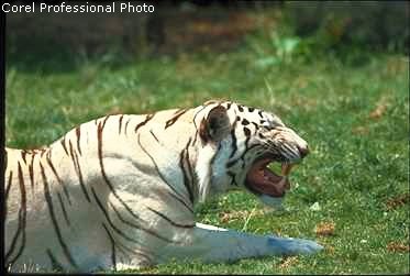 White Tiger