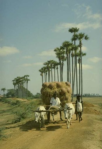 Rural Shots of India