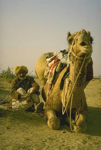 Resting Camel and Rider