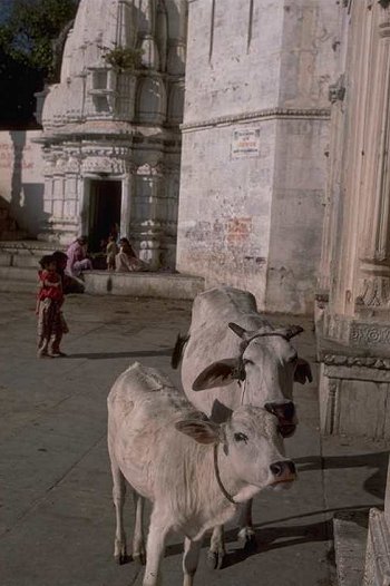 Pictures of India 