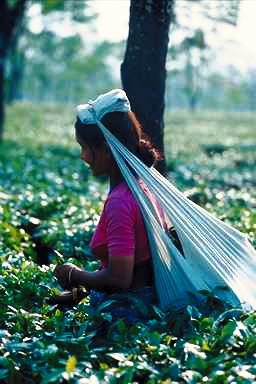 Girl Picking Tea Leaves