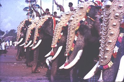 Decorated Elephants