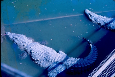 Crocodiles of Patna Zoo