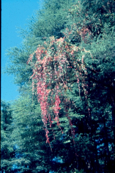 Flowers of Himalaya