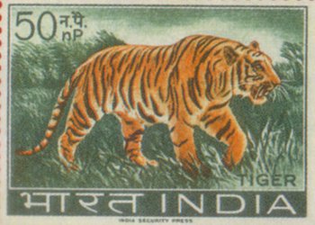 Indian Tiger 