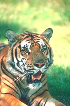 Picture of a Tiger