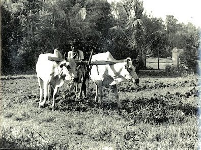 An Indian Farmer in his Fields