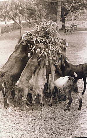 Goats Feeding on Roadside Shrub  