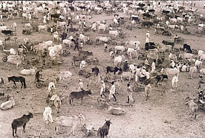 Bullock Festival