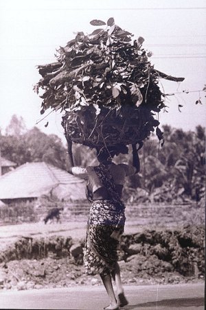 Forest Weed as Fertilizer  