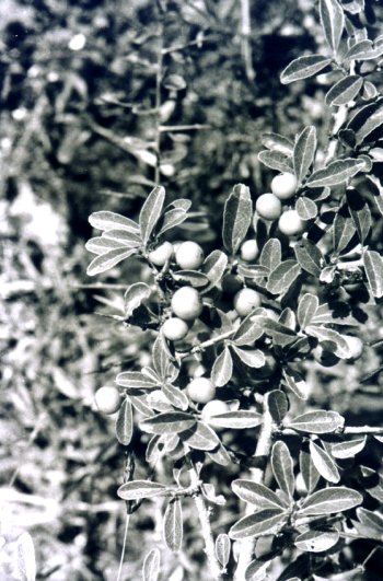 The Round Ball Fruit