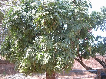 Sacred Trees of India 