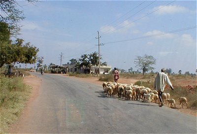 Goat Farmer