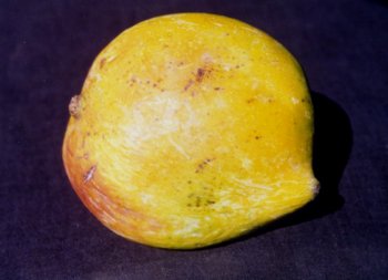 Picture of a Mango  