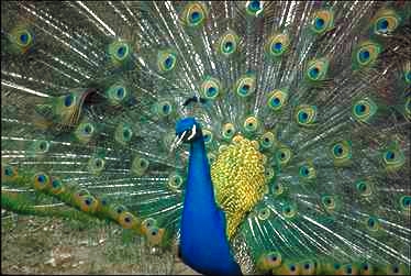 Dancing Peacock  