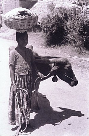 Village Life in India 