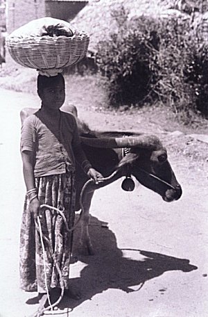 Village Life in India  