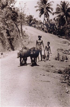 Indian Village Scene