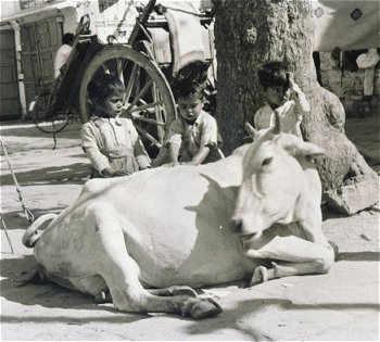 Glimpses of Rural India