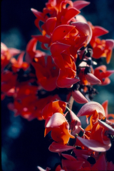 Himalayan Flora and Fauna 