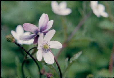 Flowers of Himalayas