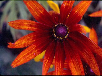 Himalayan Flora 