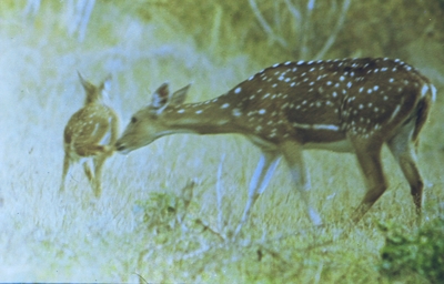 Deer in Bandipur Forest