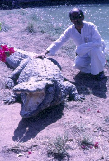 Indian Marsh Crocodile