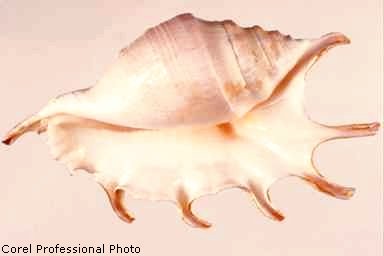 The Conch Shell