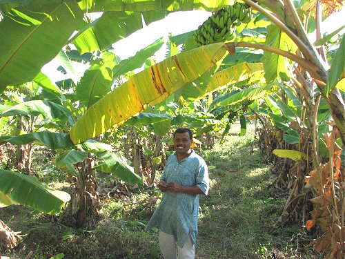 Organic Farming in India