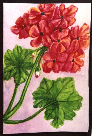 Flowers of Mysore Water-color painting by Mukta Venkatesh. See also: Artist 