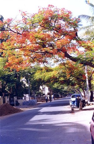 Malleswaram Neighborhood 