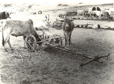 bullock carts at chindwada