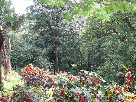 Greenery of Malnad Region