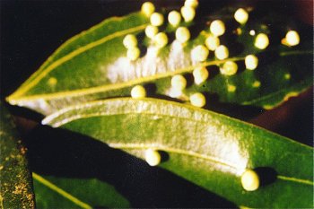 Emerald Greens  