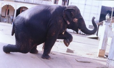 Temple Elephants 