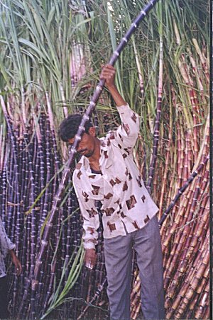 Sankranti Festival Celebration 