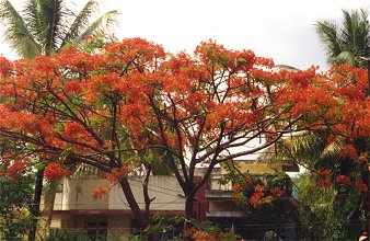 Flowers Beside a Bangalore Street 