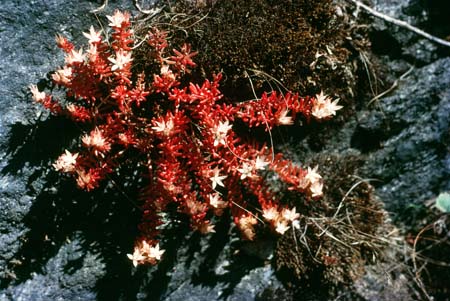 Flowers of Himalayas