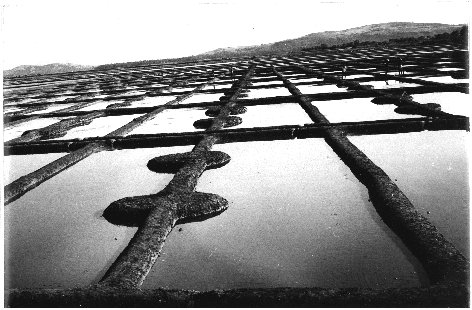 Salt Making Fields Near Gokarn