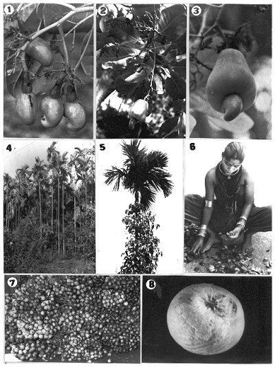 Produce  of Uttara Kannada