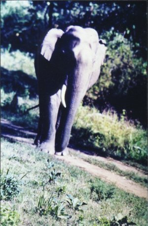 Elephants of India 